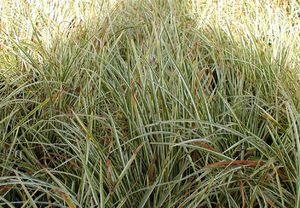 VARIEGATED JAPANESE SEDGE