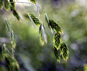 NORTHERN SEA OATS