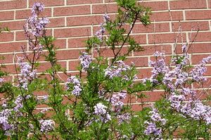 CUTLEAF LILAC