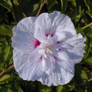 Courtesy of Spring Meadow Nursery