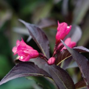 Courtesy of Spring Meadow Nursery
