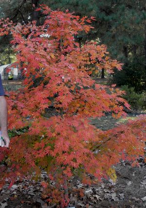 Specimen Tree Fall Color Image property of Sooner Plant Farm