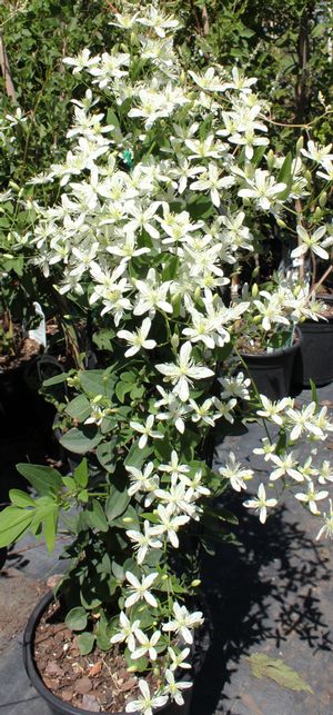1 gallon plant Image property of SPF 