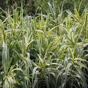 Image Property of Sooner Plant Farm