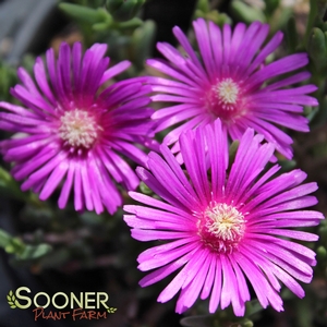 Image Property of Sooner Plant Farm