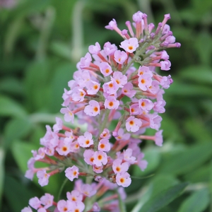 Image Property of Sooner Plant Farm