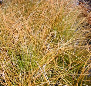 ORANGE NEW ZEALAND SEDGE