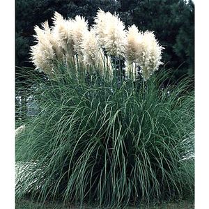 PAMPAS GRASS