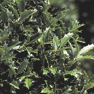 Image courtesy of Greenleaf Nursery