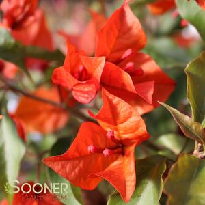 Image Property of Sooner Plant Farm, Inc.