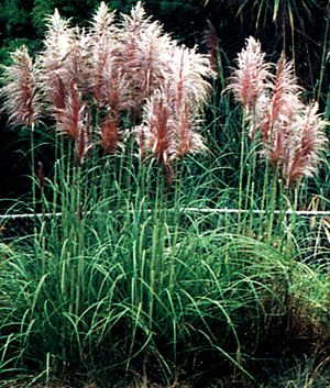 PINK PAMPAS GRASS