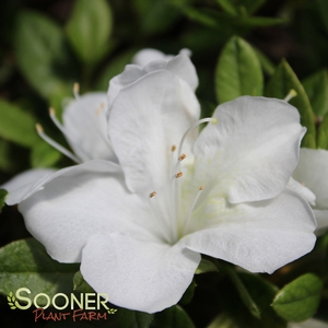 Image Property of Sooner Plant Farm