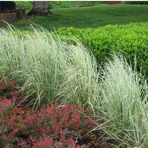 Image courtesy of Greenleaf Nursery