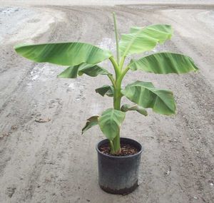Courtesy of Greenleaf Nursery