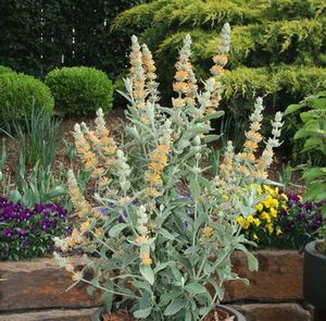 Courtesy of Greenleaf Nursery
