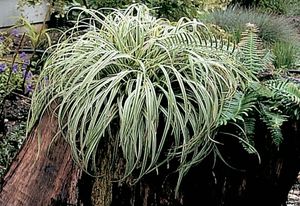 SILVER SCEPTRE SEDGE