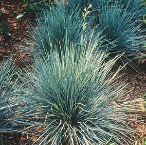 SAPPHIRE BLUE OAT GRASS