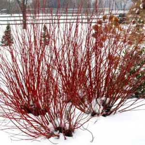 Courtesy of Spring Meadow Nursery