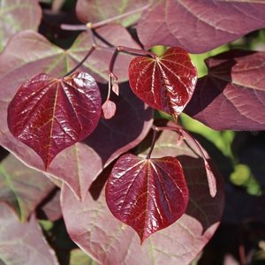 Image Property of Sooner Plant Farm