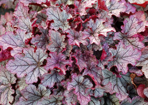 Courtesy of Terra Nova Nurseries