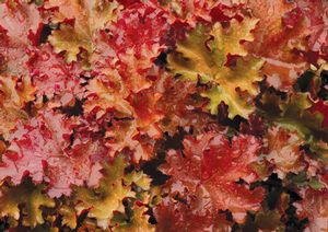 Courtesy of Terra Nova Nurseries
