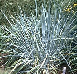 BLUE DUNE LYME GRASS