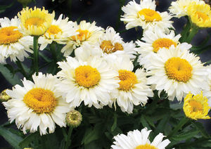 Courtesy of Terra Nova Nurseries
