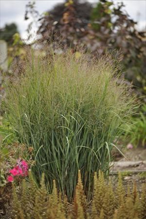 Courtesy of Walters Gardens