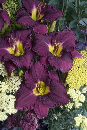 Courtesy of Walters Gardens