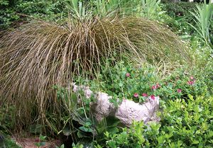 TOFFEE TWIST SEDGE
