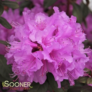 Image Property of Sooner Plant Farm