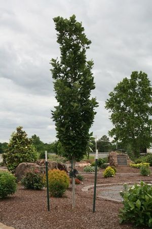 Courtesy of Greenleaf Nursery