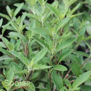 Image Property of Sooner Plant Farm, Inc.