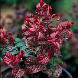 Courtesy of Greenleaf Nursery