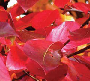 Courtesy of Greenleaf Nursery