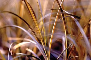 CAPPUCCINO SEDGE