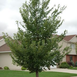 Image Courtest of Greenleaf Nursery