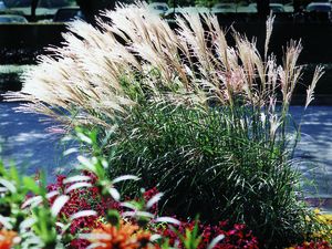 ADAGIO DWARF MAIDEN GRASS