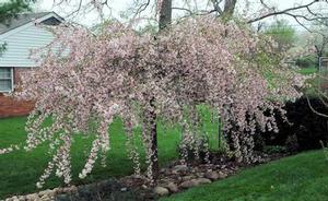 Photo Courtesy of Greenleaf Nursery