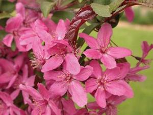 Photo Courtesy of Greenleaf Nursery