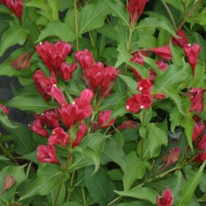 Courtesy of Spring Meadow Nursery