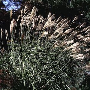 AUTUMN LIGHT MAIDEN GRASS