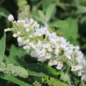 Image Property of Sooner Plant Farm