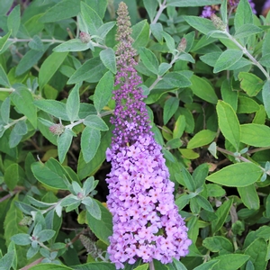Image Property of Sooner Plant Farm