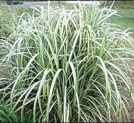 CABARET MAIDEN GRASS