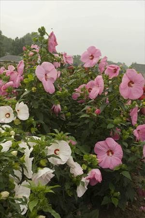 Courtesy of Walters Gardens, INC