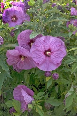Courtesy of Walters Gardens, INC