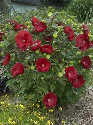 Courtesy of Walters Gardens, INC