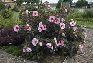 Courtesy of Walters Gardens INC