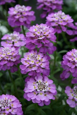 Courtesy of Walters Gardens INC